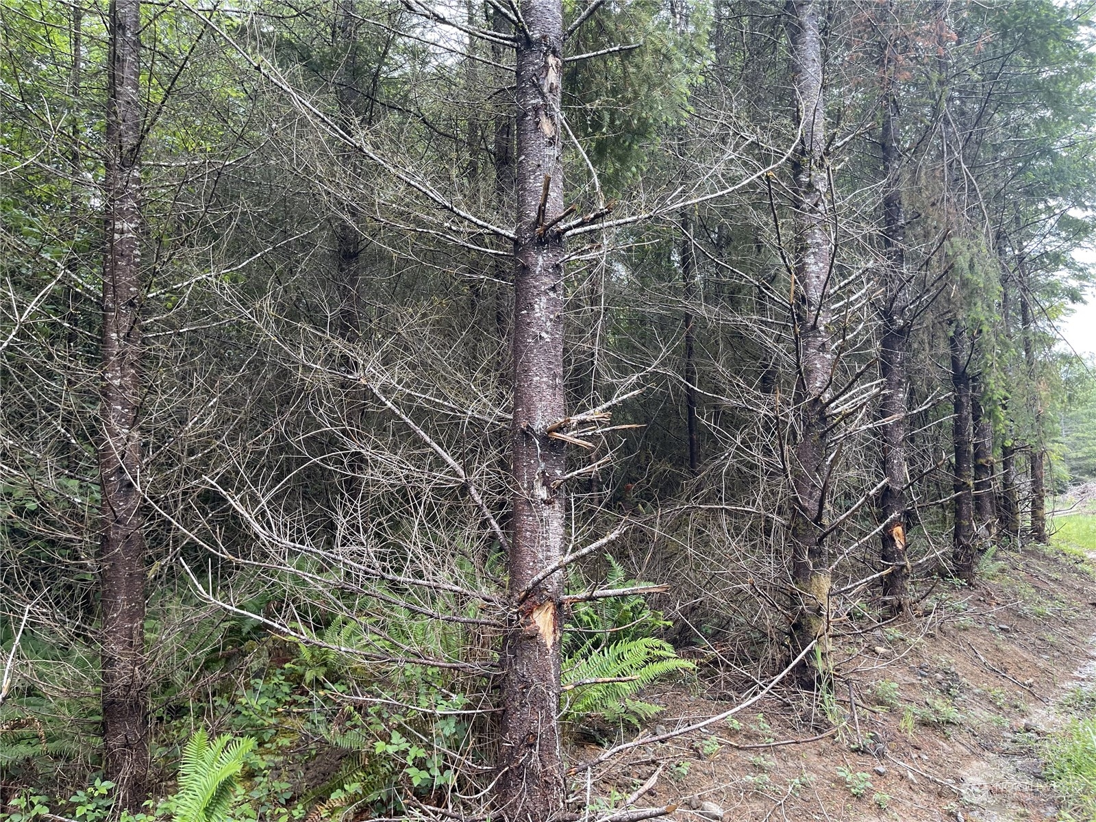 3 XX Centralia Alpha Road , Onalaska, WA 98570