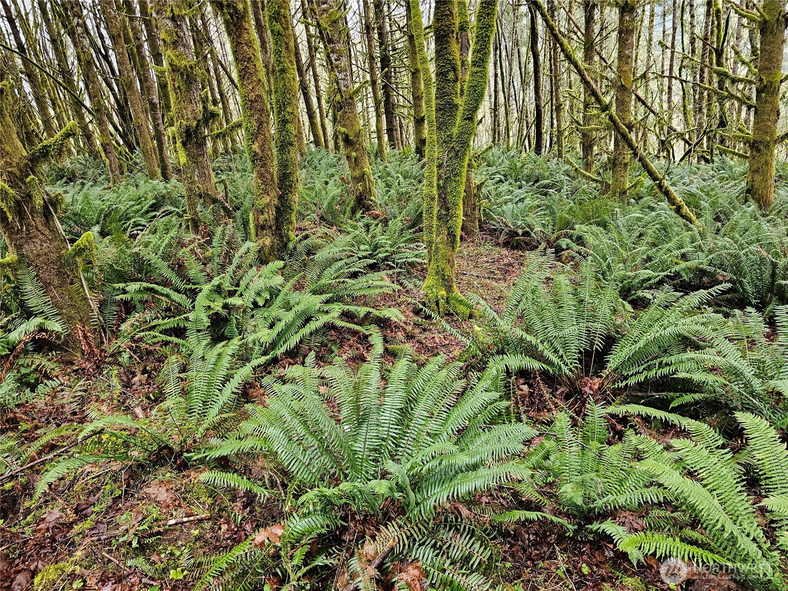 461 Clearwater Road , Kelso, WA 98626