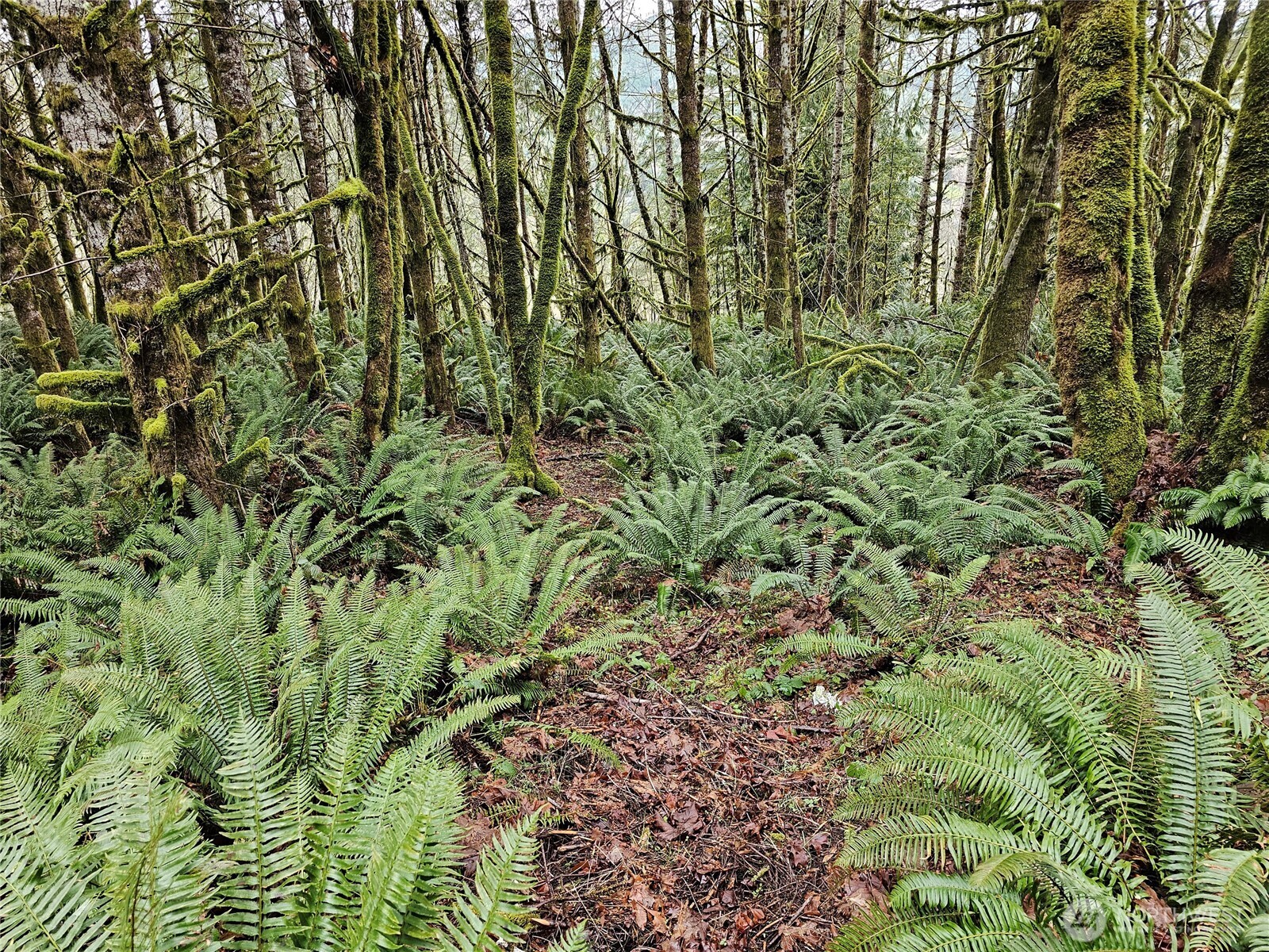 461 Clearwater Road , Kelso, WA 98626