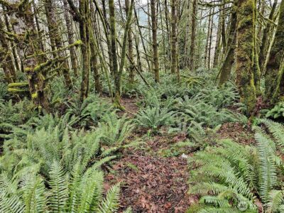 461 Clearwater Road , Kelso, WA 98626 - Photo 28