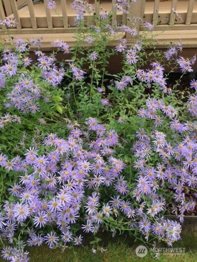 246 27 Walker Road , Toledo, WA 98591-9419 - Photo 34