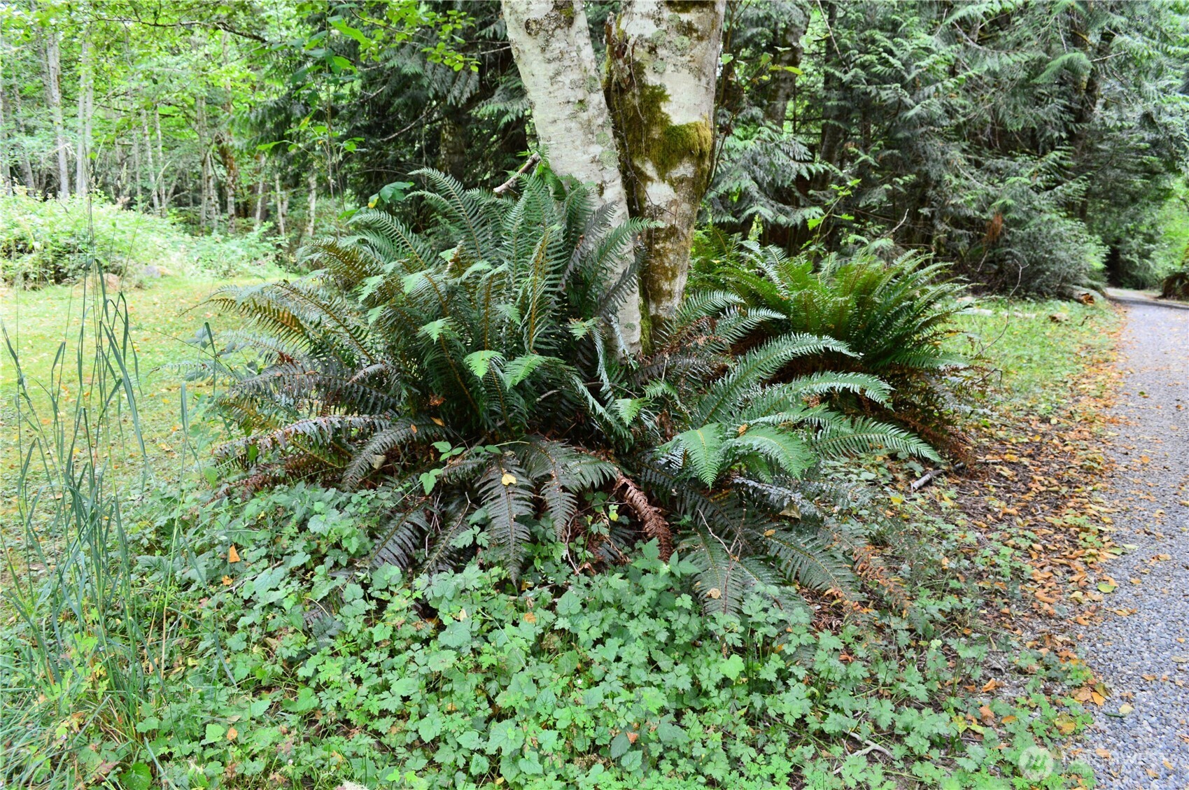 954 Kings View Lane , Sedro Woolley, WA 98284