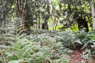 954 Kings View Lane , Sedro Woolley, WA 98284 - Photo 32