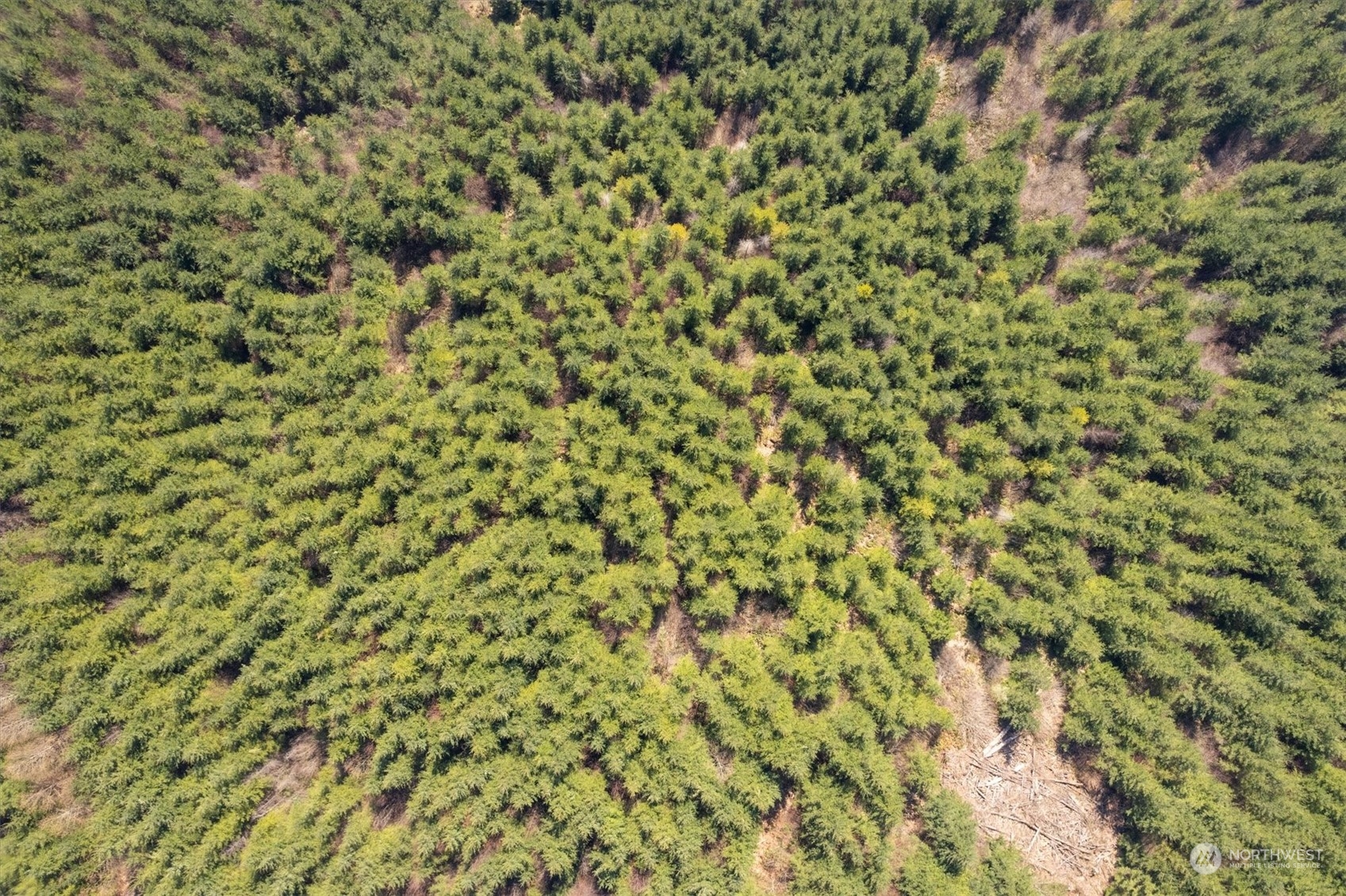 0 Cedar Mist Road , Amboy, WA 98601