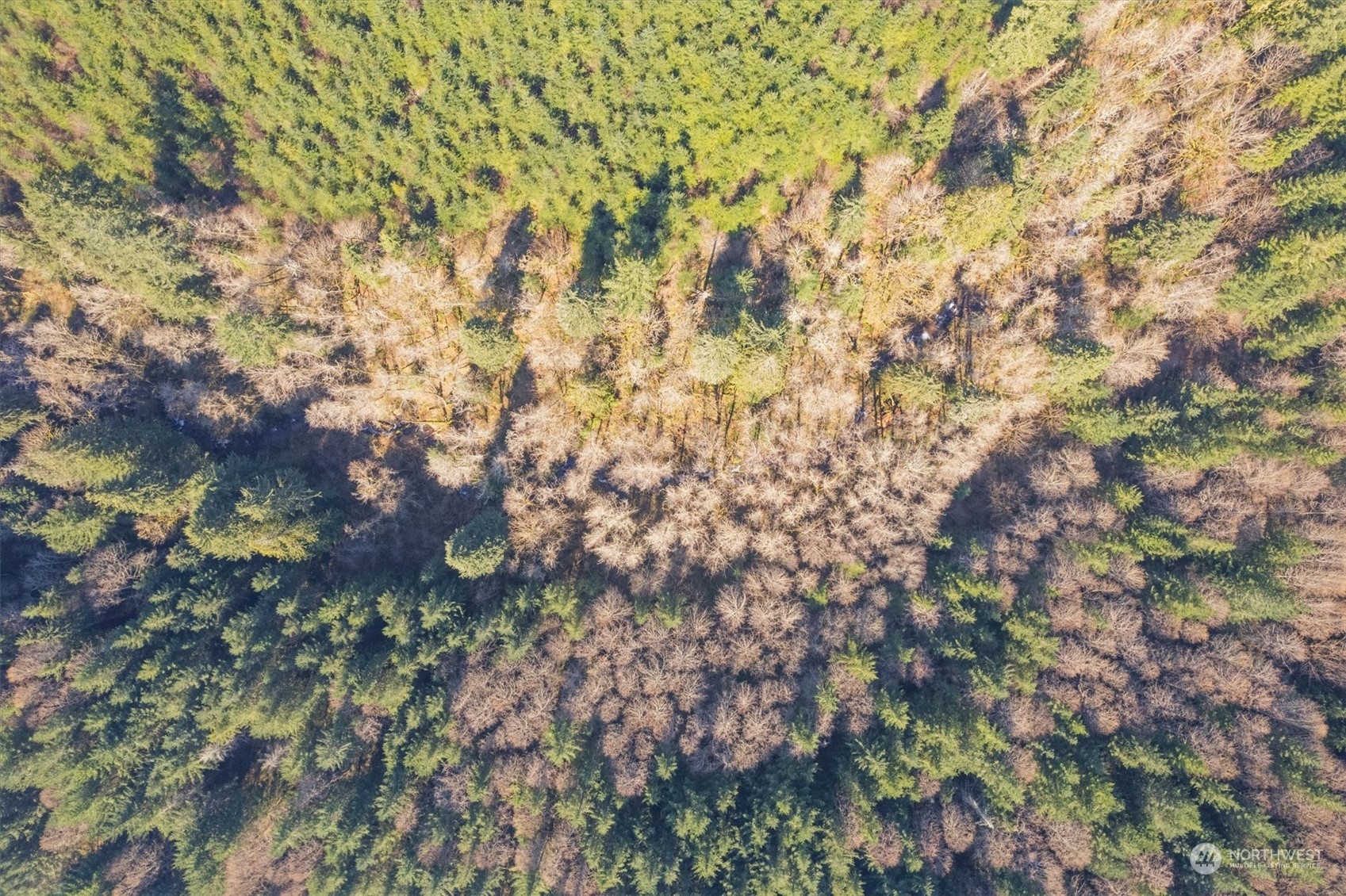 0 Cedar Mist Road , Amboy, WA 98601