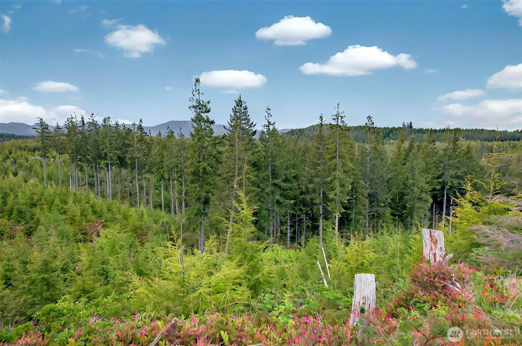 4 Parpala Road #4, Naselle, WA 98638