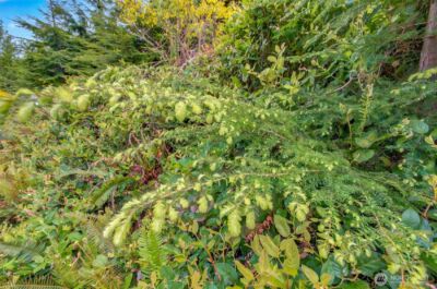 1 Parpala Road #1, Naselle, WA 98638 - Photo 6