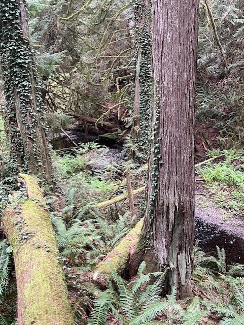 2902 136th Street NW, Gig Harbor, WA 98332