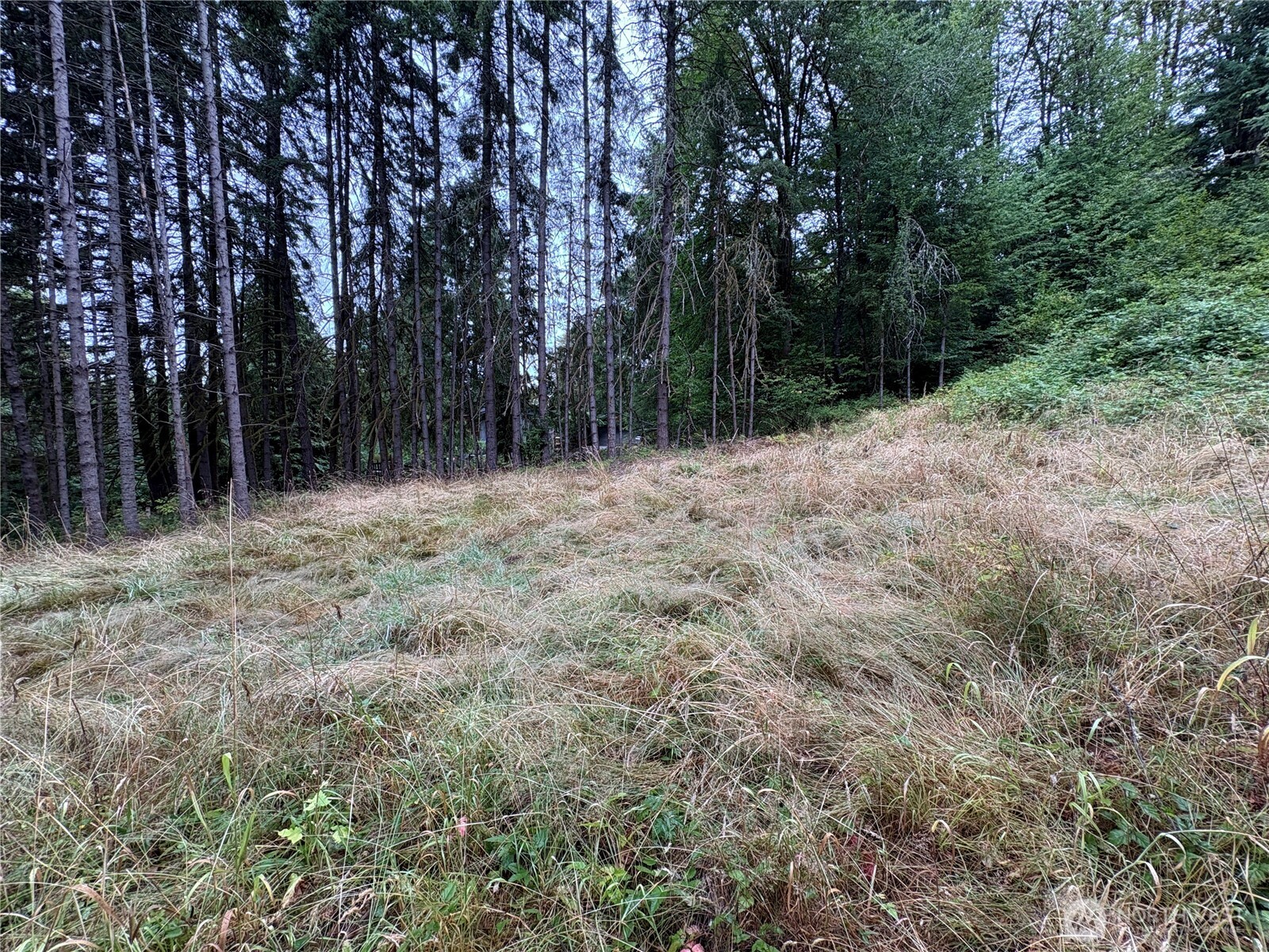 0 LOT B-D SE Rose Street , Winlock, WA 98596