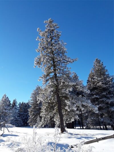 0 Muledeer Road , East Wenatchee, WA 98802 - Photo 1