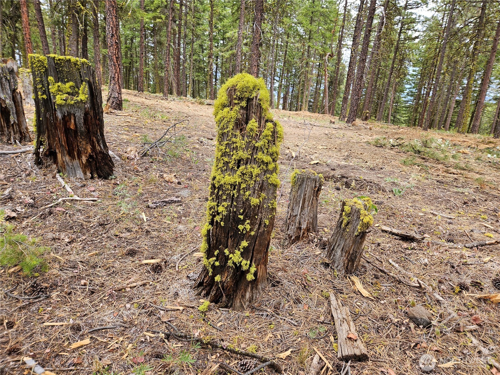 0 Muledeer Road , East Wenatchee, WA 98802