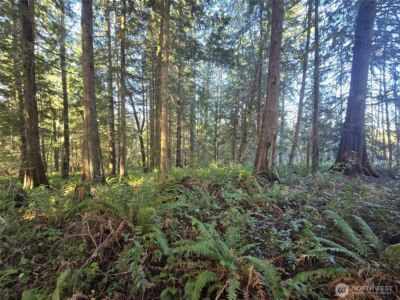 0 Garden Hill Road E, Elma, WA 98541 - Photo 10