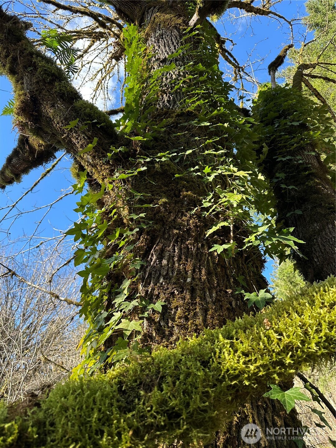 12832 Hunter Road SW, Rochester, WA 98579