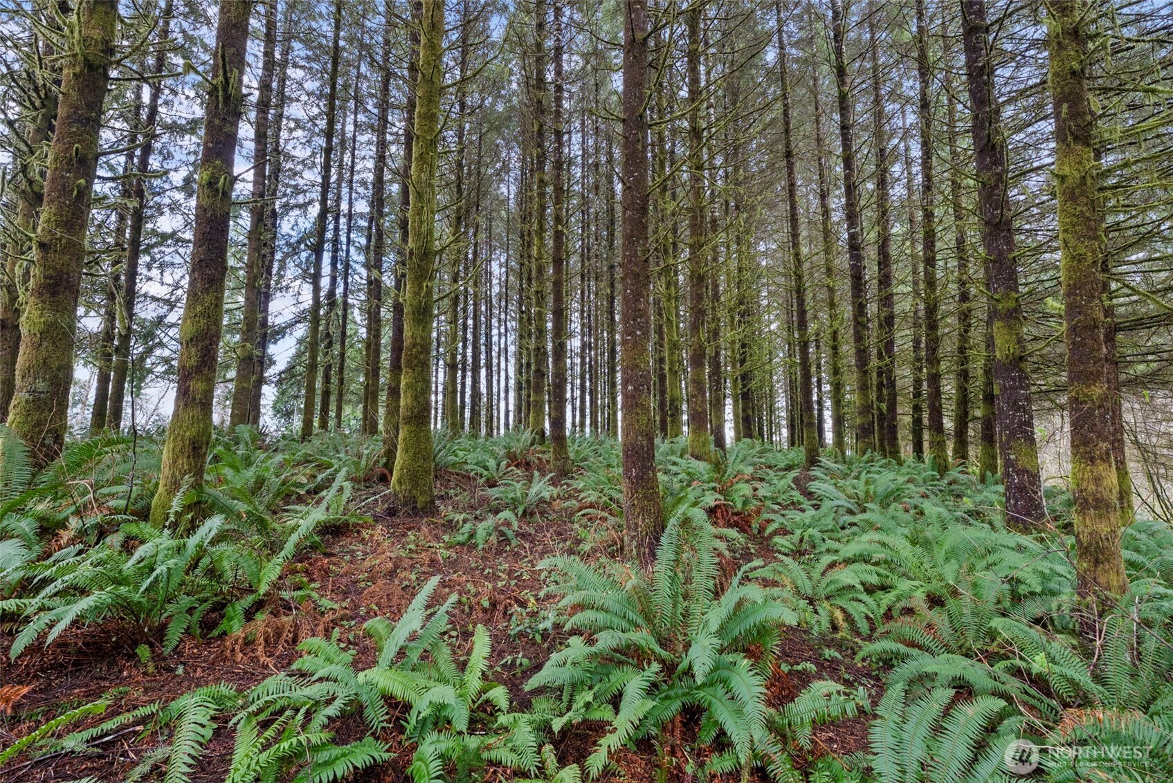 570 Wynooche Valley Road , Montesano, WA 98563