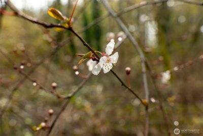 1502 121st Street E, Tacoma, WA 98445 - Photo 14