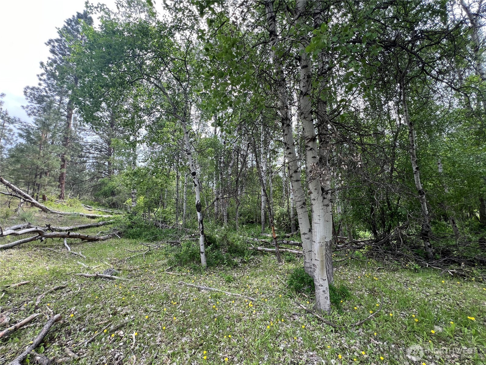 0 Wild Rose Lane , Tonasket, WA 98855