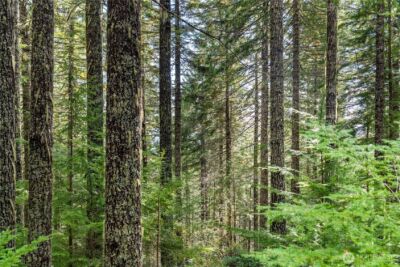 1350 N Hilltop Loop Road , Hoodsport, WA 98548 - Photo 12