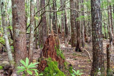 1350 N Hilltop Loop Road , Hoodsport, WA 98548 - Photo 15