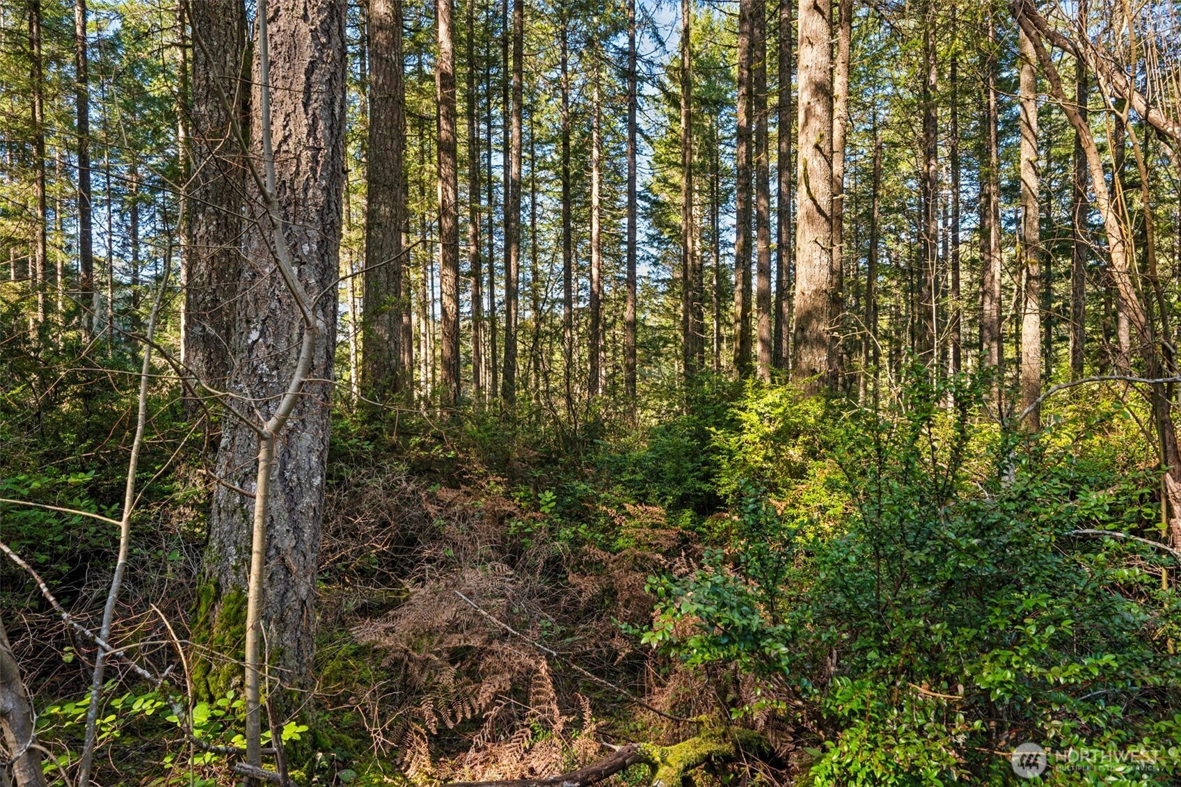 431 NE Collins Lake Drive , Tahuya, WA 98588