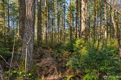 431 NE Collins Lake Drive , Tahuya, WA 98588 - Photo 17