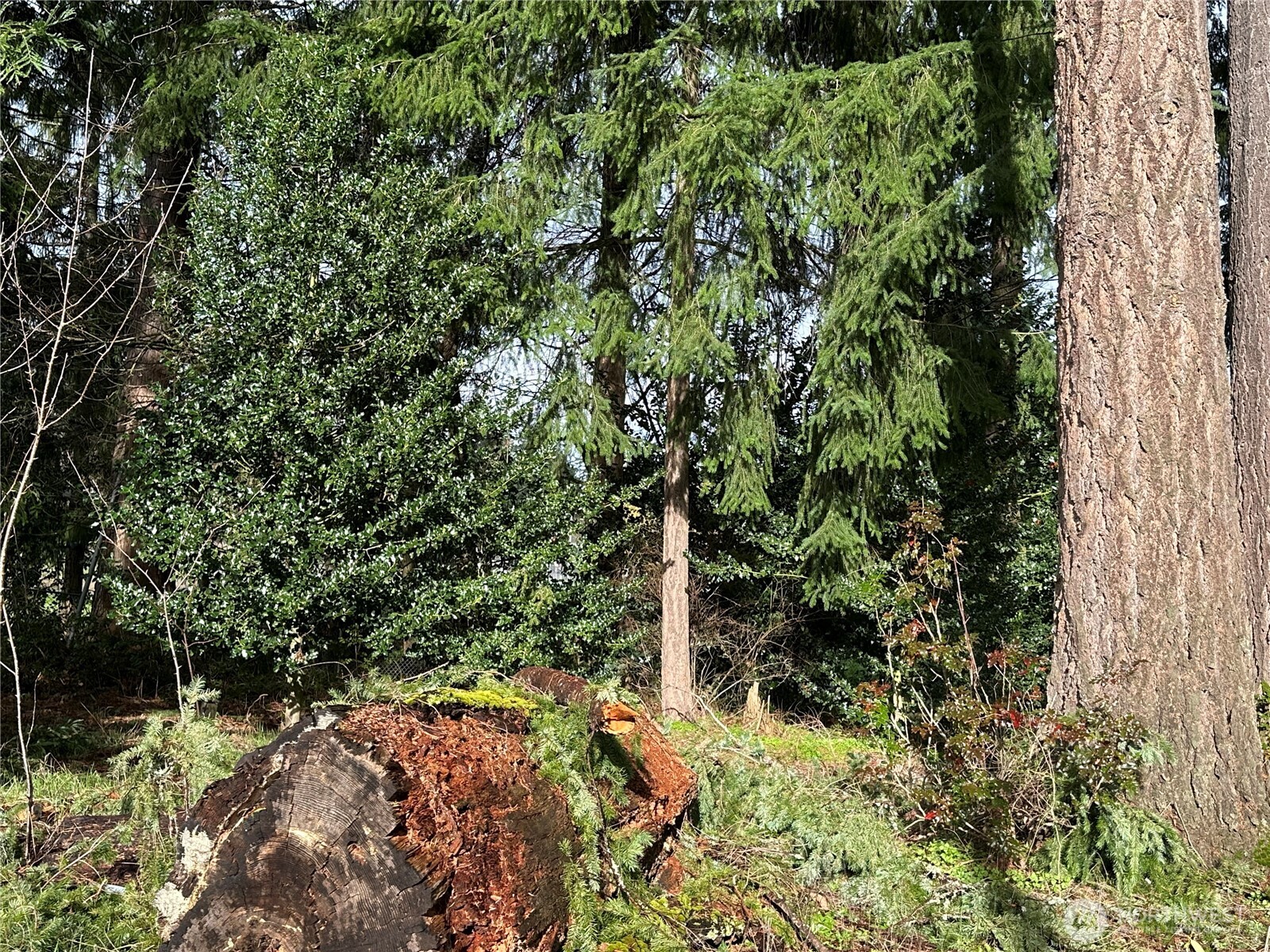 15827 Lawrence Place SE, Yelm, WA 98597