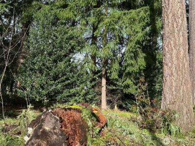 15827 Lawrence Place SE, Yelm, WA 98597 - Photo 5