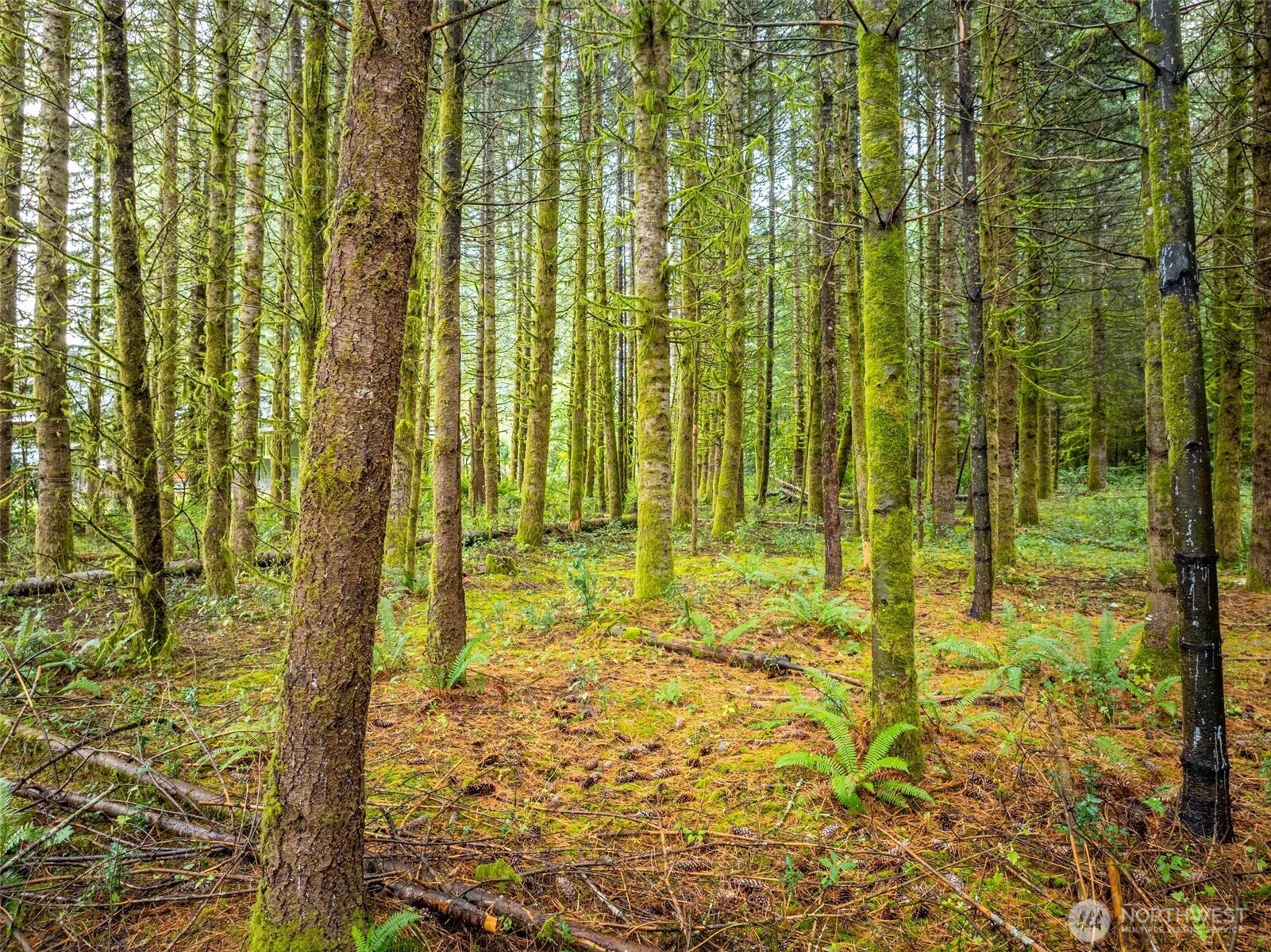 115 Cinebar Road , Cinebar, WA 98533