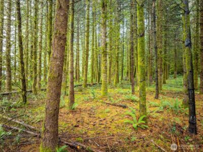 115 Cinebar Road , Cinebar, WA 98533 - Photo 17