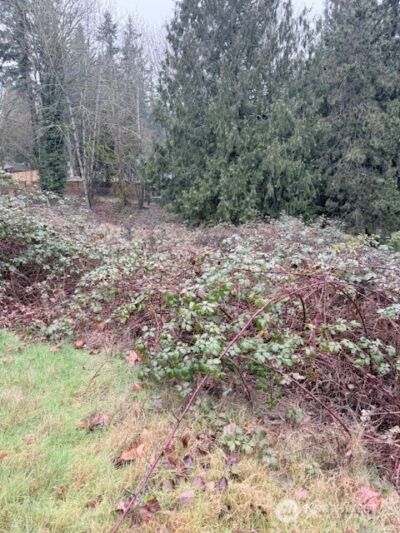 14708 SE 145th Place , Renton, WA 98059 - Photo 3