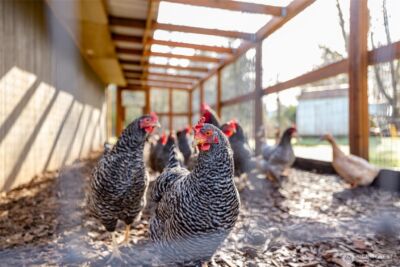 22398 Grip Road , Sedro Woolley, WA 98284 - Photo 29