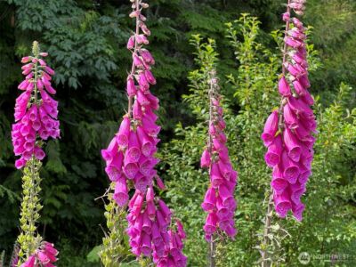 262 Break View Road , Port Angeles, WA 98363 - Photo 31