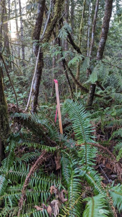 0 Lackey Road NW, Vaughn, WA 98394 - Photo 12