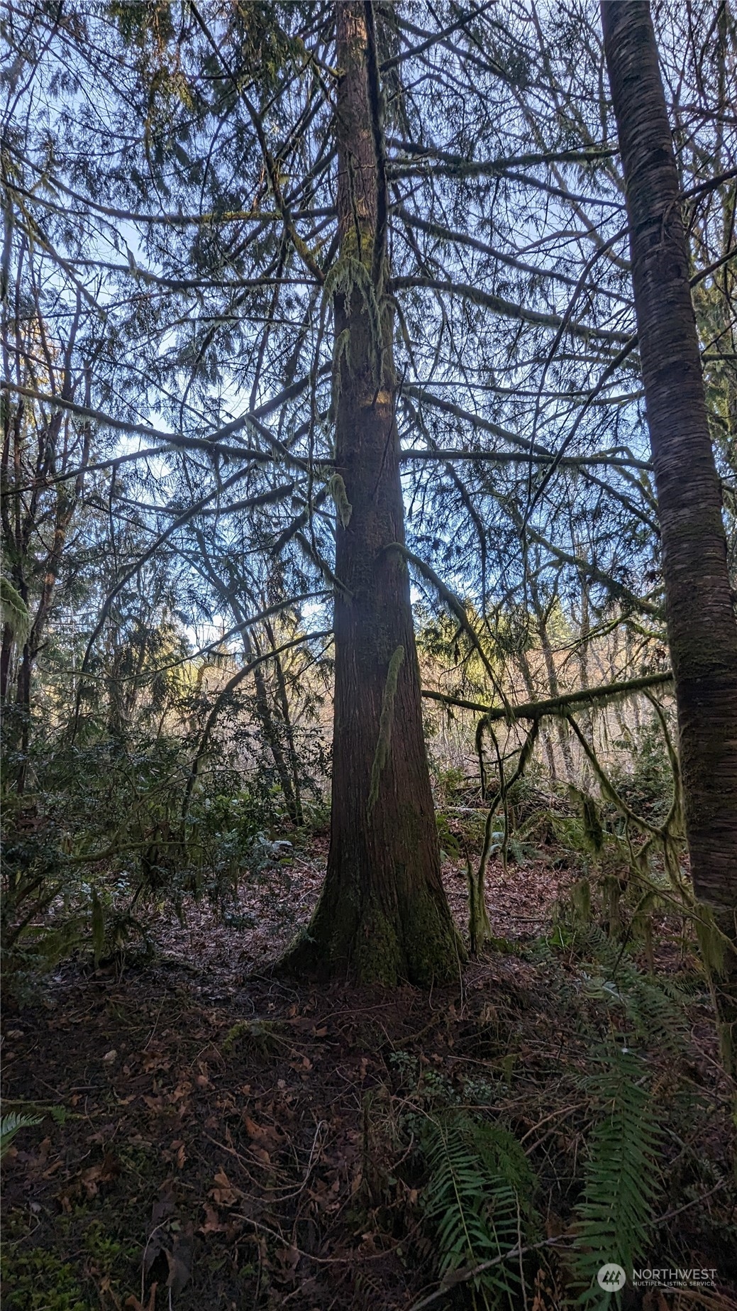 0 Lackey Road NW, Vaughn, WA 98394