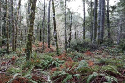 0 Lackey Road NW, Vaughn, WA 98394 - Photo 6