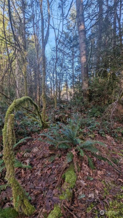 0 Lackey Road NW, Vaughn, WA 98394 - Photo 8