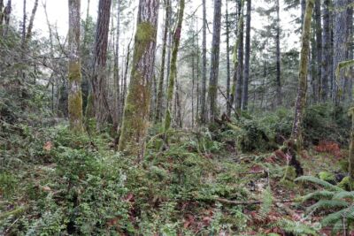 0 Lackey Road NW, Vaughn, WA 98394 - Photo 9