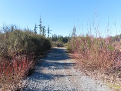 2906 357th Street E, Eatonville, WA 98328 - Photo 21