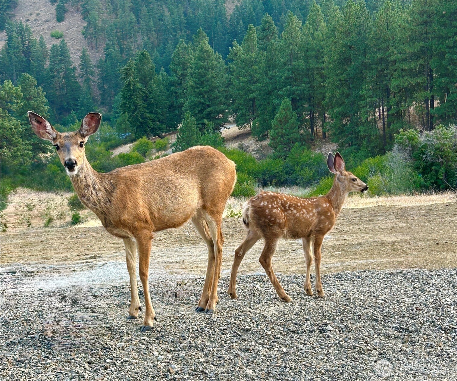 9660 Nahahum Canyon Road , Cashmere, WA 98815