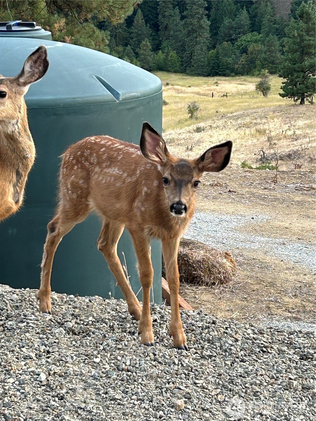 9660 Nahahum Canyon Road , Cashmere, WA 98815