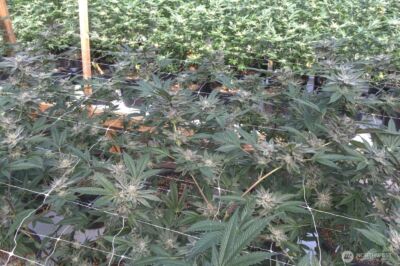 21525 CI Undisclosed , Quilcene, WA 98376 - Photo 22