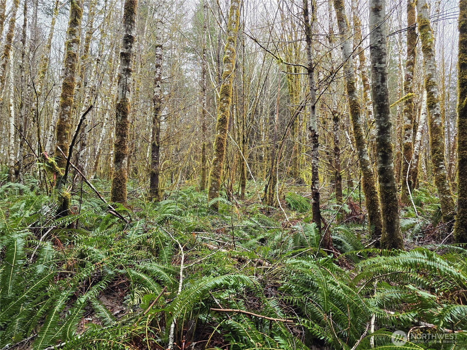 0 Lot 4 W Elk Hill Road , Elma, WA 98541