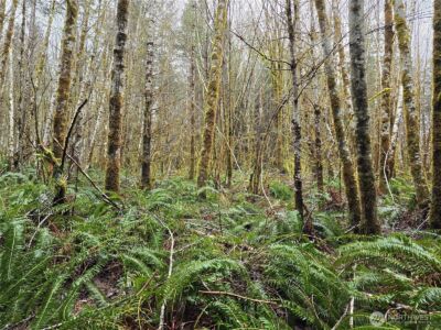 0 Lot 4 W Elk Hill Road , Elma, WA 98541