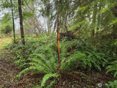 0 Lot 1&2 W Elk Hill Road , Elma, WA 98541 - Photo 2