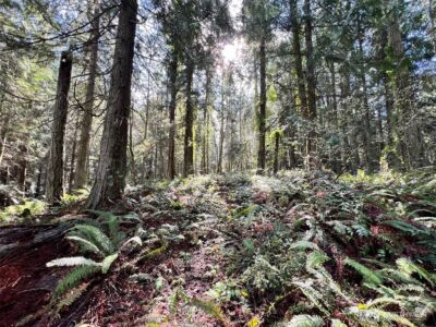 9999 S Sequim Ave Parcel C , Sequim, WA 98382 - Photo 11