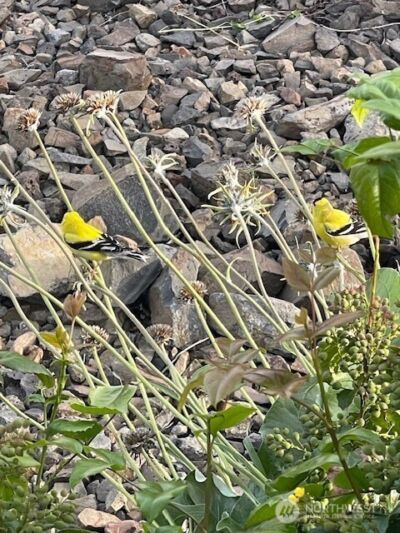 2312 Canyon Hills Drive , East Wenatchee, WA 98802 - Photo 33