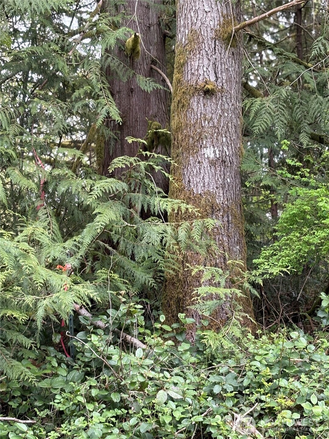 0 Lot 15 W Shore Drive , Lake Cavanaugh, WA 98274