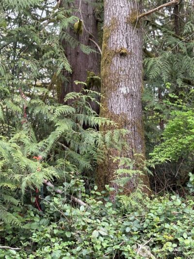 0 Lot 15 W Shore Drive , Lake Cavanaugh, WA 98274 - Photo 1