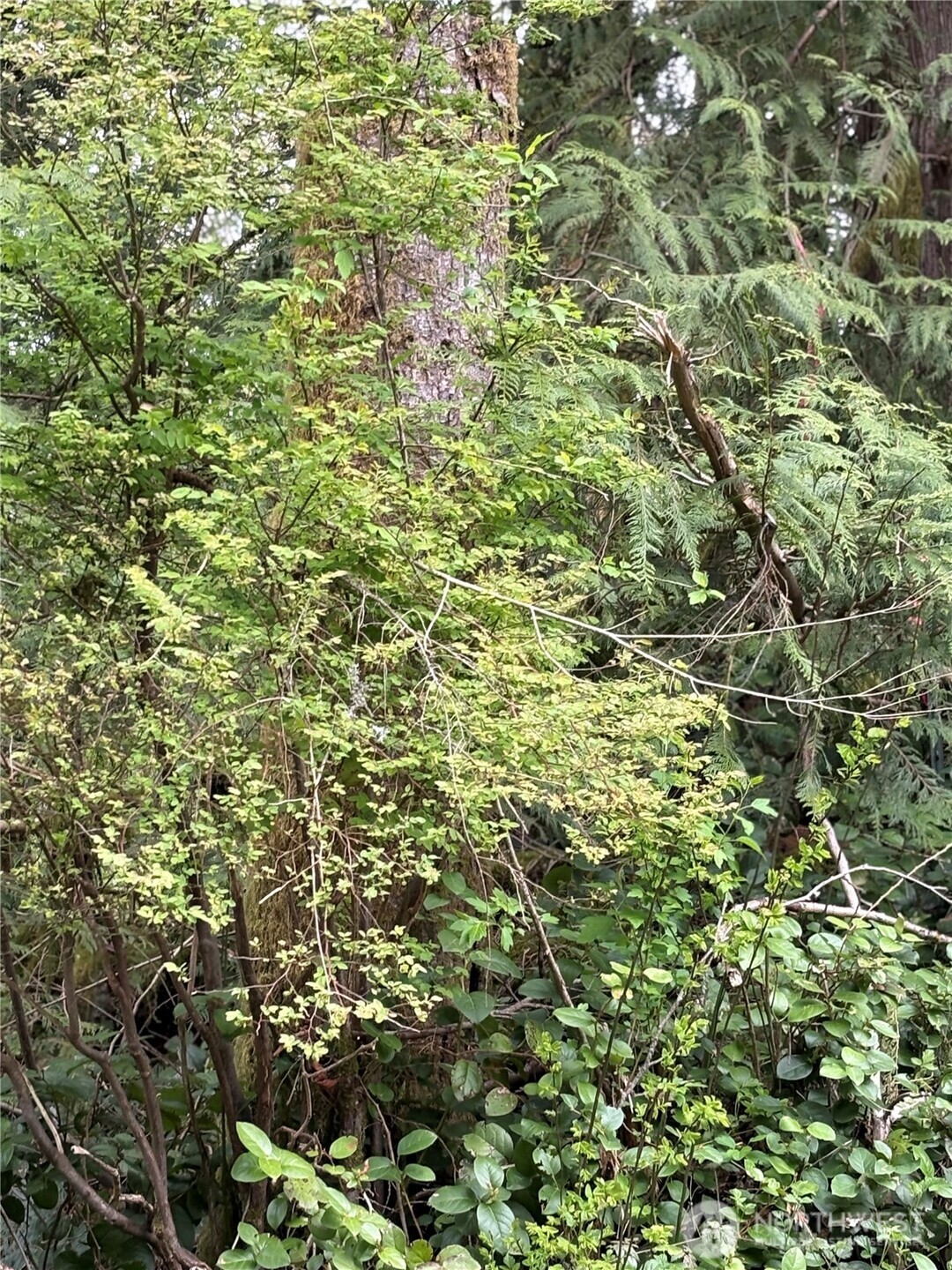 0 Lot 15 W Shore Drive , Lake Cavanaugh, WA 98274