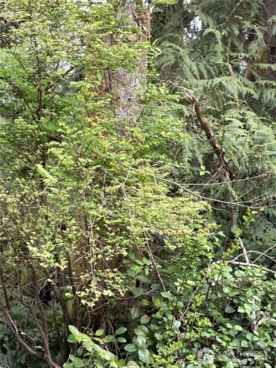 0 Lot 15 W Shore Drive , Lake Cavanaugh, WA 98274 - Photo 5