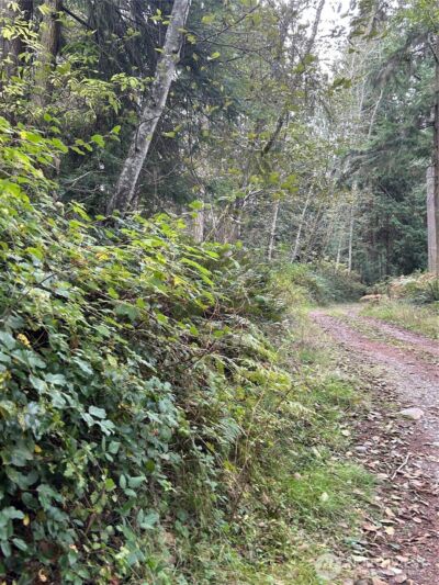 0 Lot 15 W Shore Drive , Lake Cavanaugh, WA 98274 - Photo 8